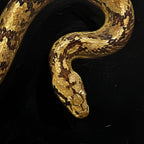 Golden Snake